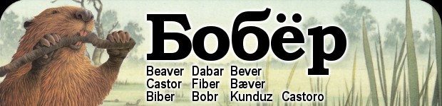 Бобер