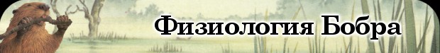 Физиология Бобра