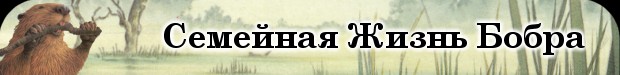 Семейная жизнь бобра